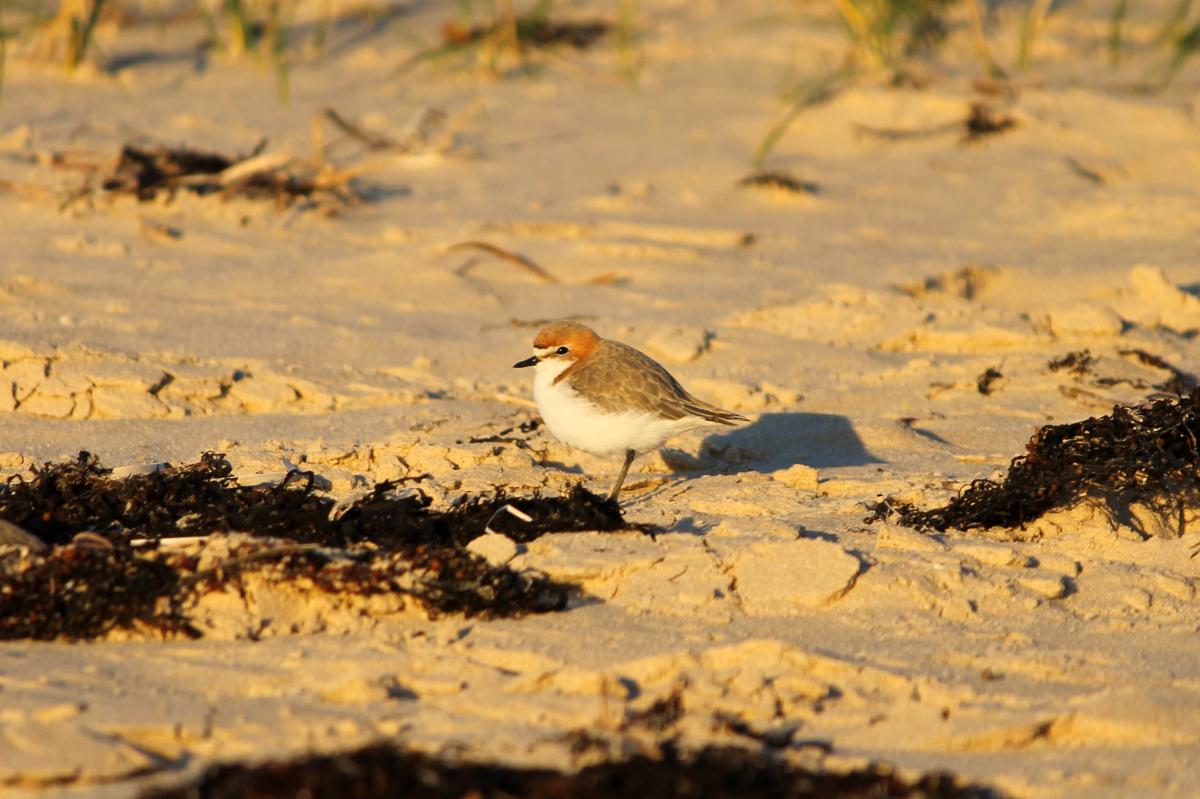 Red-capped Plover (Charadrius ruficapillus)