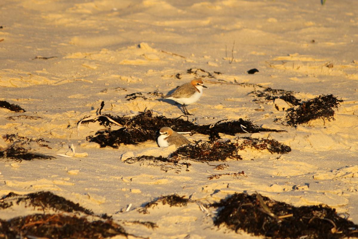Red-capped Plover (Charadrius ruficapillus)