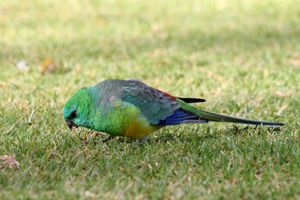 Red-rumped Parrot (Psephotus haematonotus)