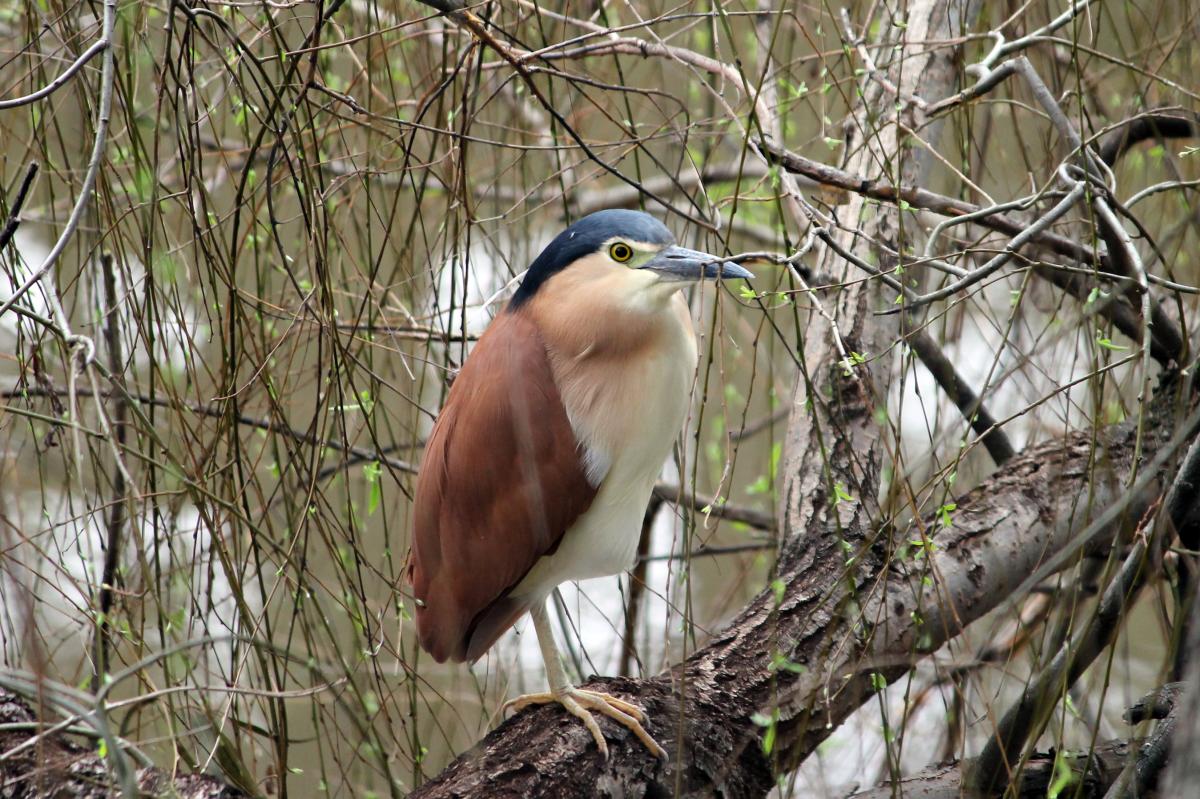 Nankeen Night Heron (Nycticorax caledonicus)