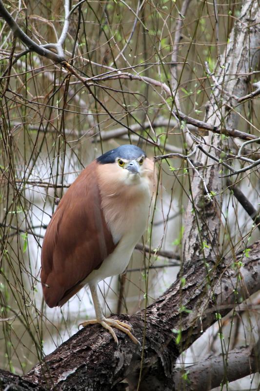 Nankeen Night Heron (Nycticorax caledonicus)