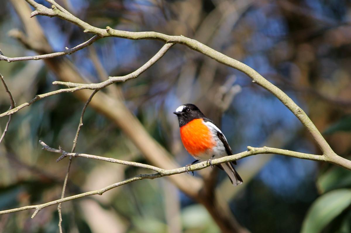 Scarlet Robin (Petroica boodang), Black Bullock Road, Deep Creek, South Australia, Australia, 2011-09-04 Scarlet Robin (Petroica boodang)