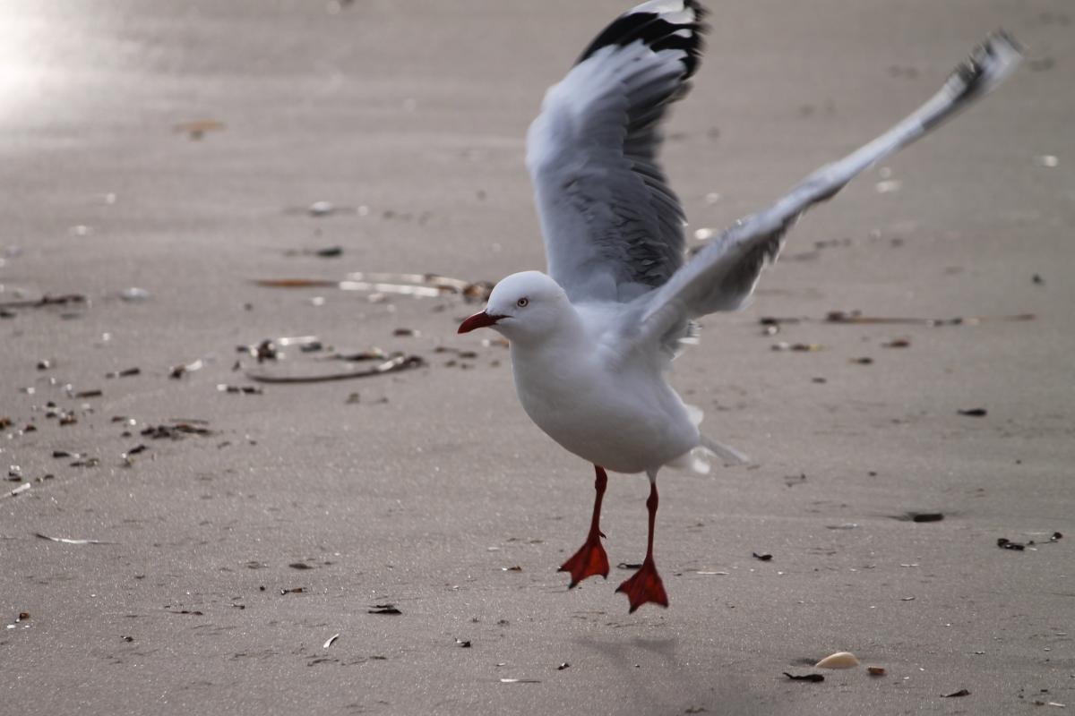 Silver Gull (Chroicocephalus novaehollandiae)