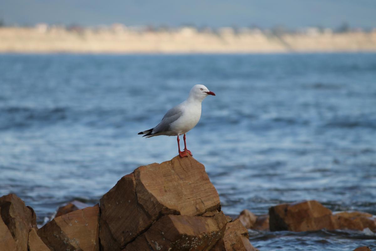 Silver Gull (Chroicocephalus novaehollandiae)