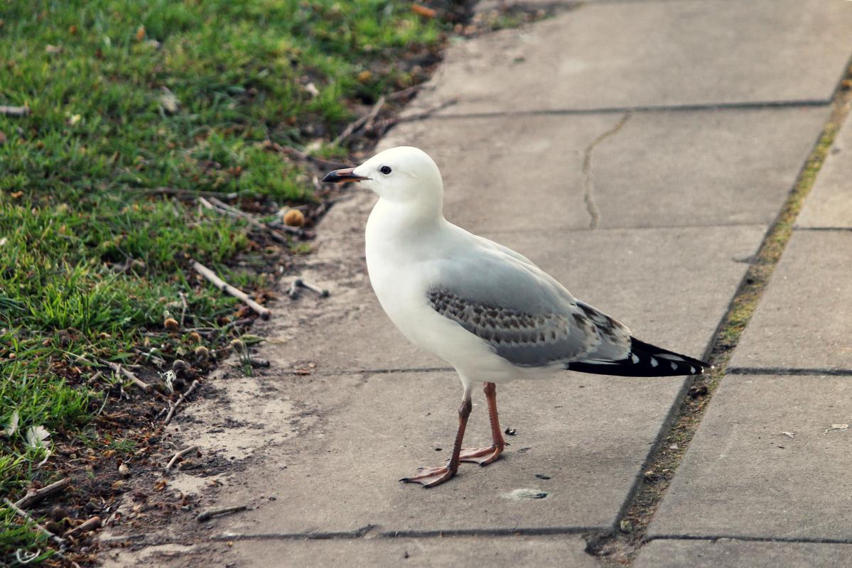 Silver Gull (Chroicocephalus novaehollandiae)
