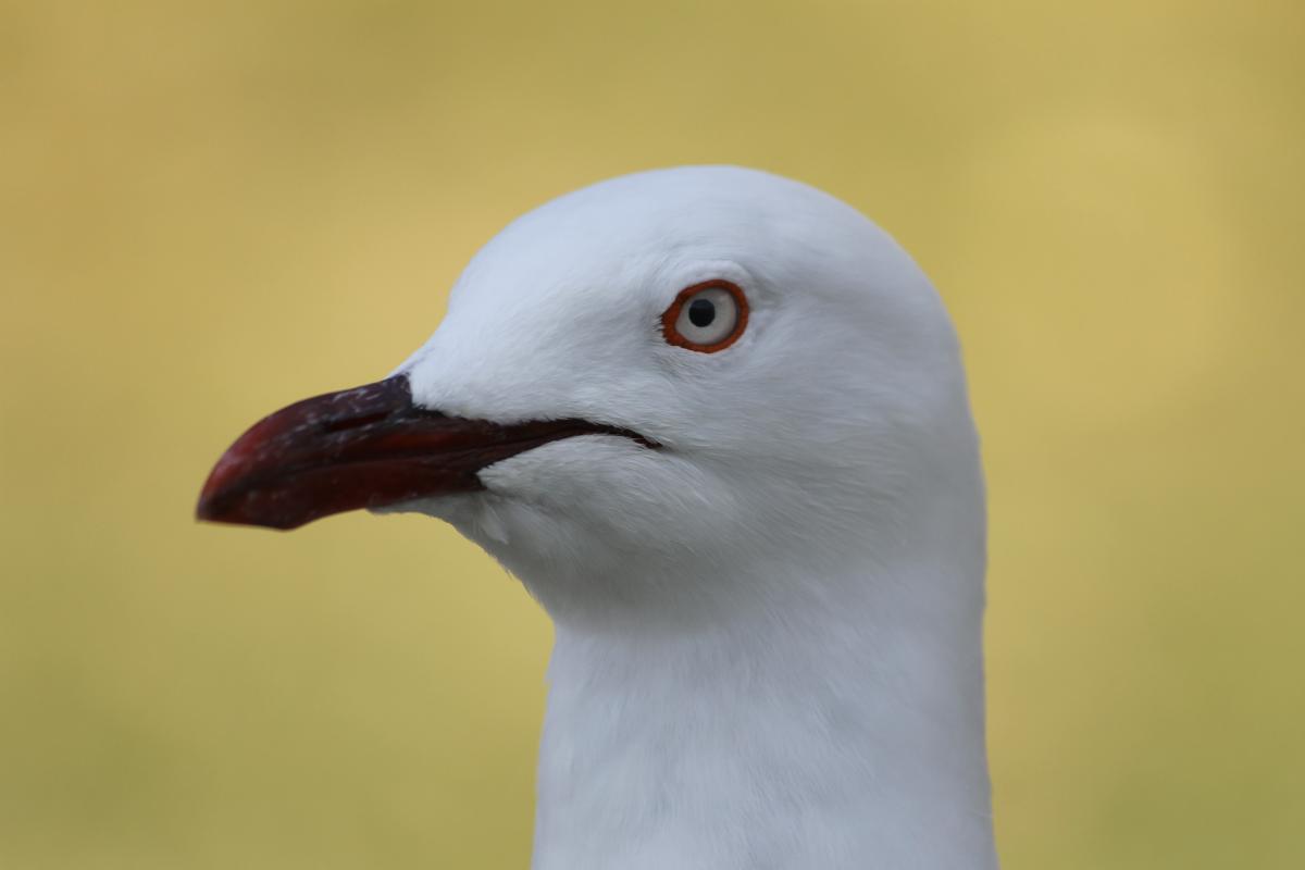 Silver Gull (Chroicocephalus novaehollandiae)