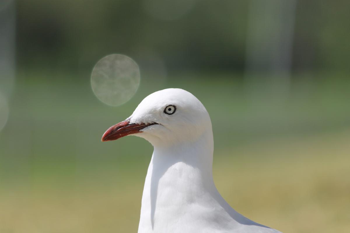 Silver Gull (Chroicocephalus novaehollandiae)