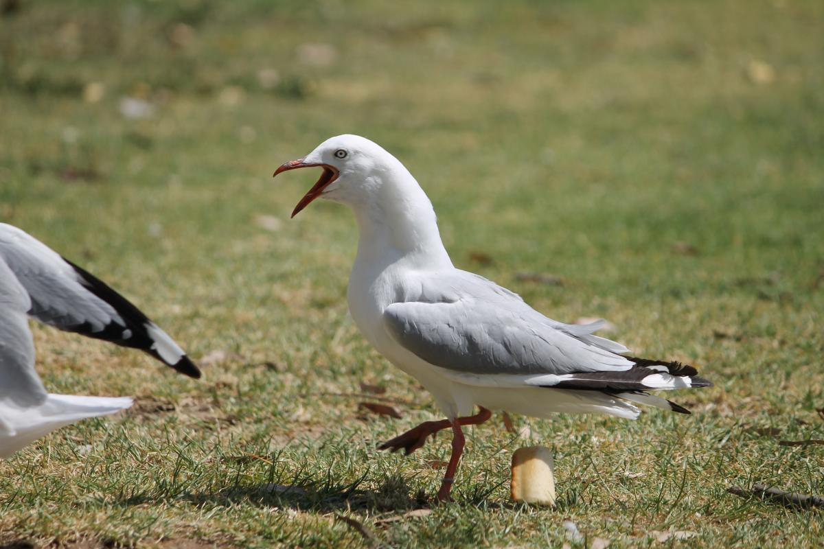 Silver Gull (Chroicocephalus novaehollandiae)