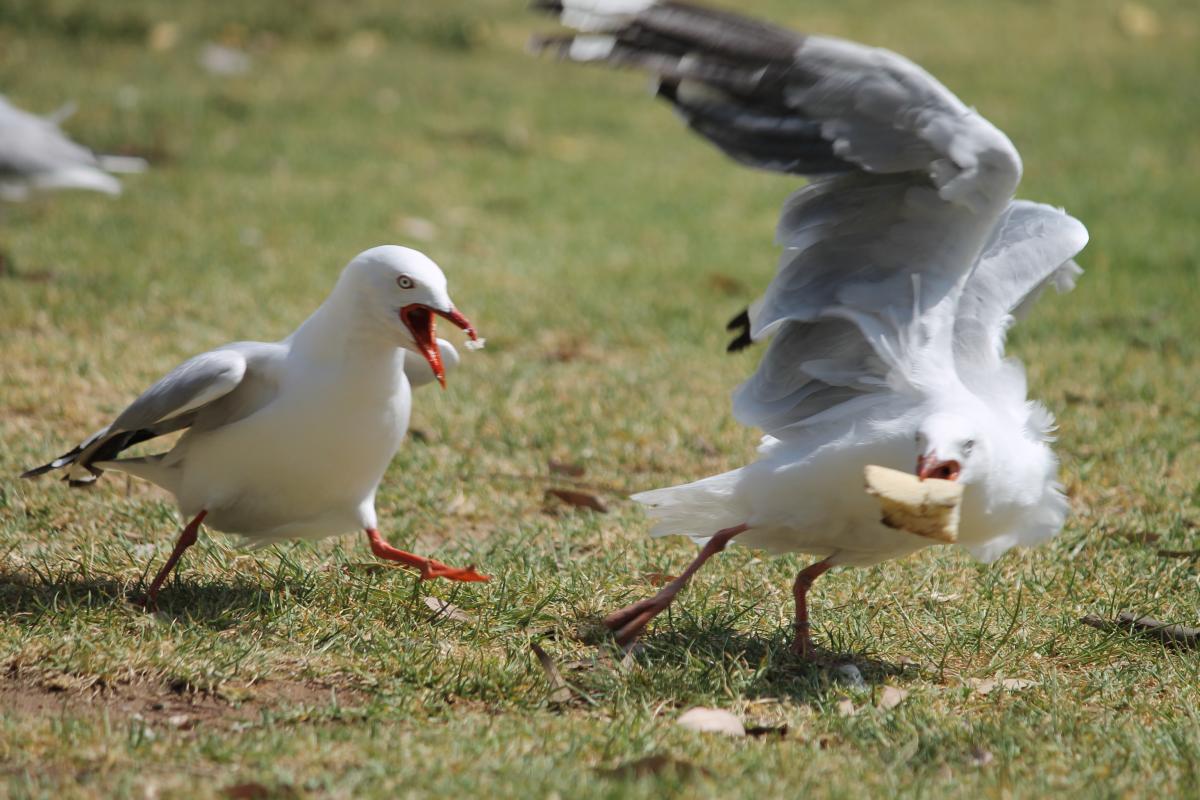 Silver Gull (Chroicocephalus novaehollandiae)