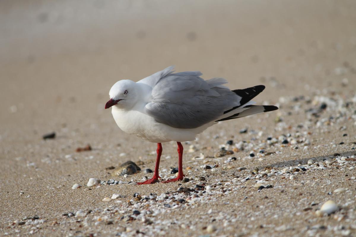 Silver Gull (Chroicocephalus novaehollandiae)