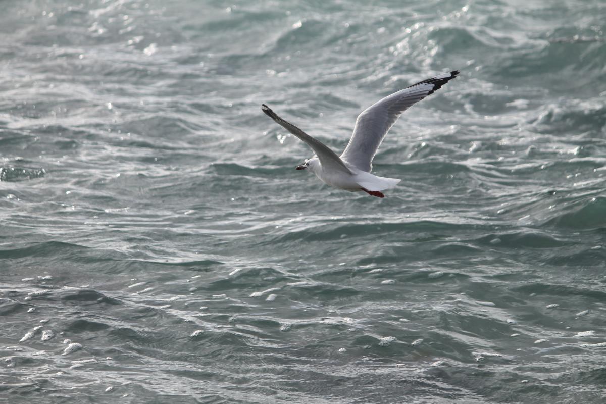 Silver Gull (Chroicocephalus novaehollandiae)