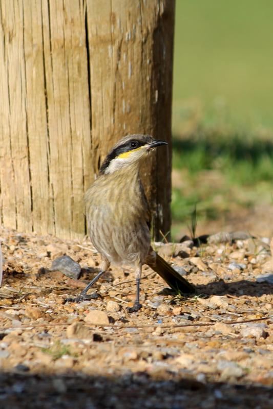 Singing Honeyeater (Lichenostomus virescens), Saint Kilda Road, Saint Kilda, South Australia, Australia, 2011-08-13 Singing Honeyeater (Lichenostomus virescens)