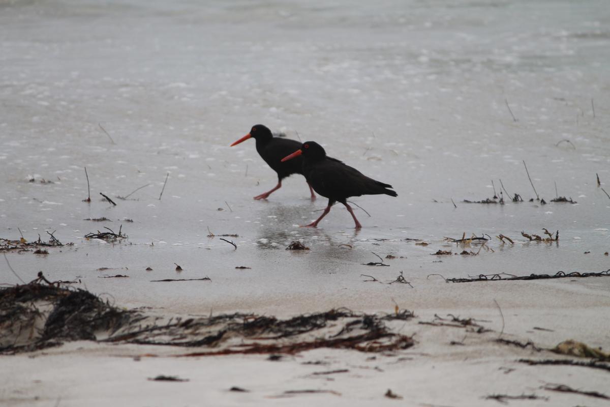 Sooty Oystercatcher (Haematopus fuliginosus)