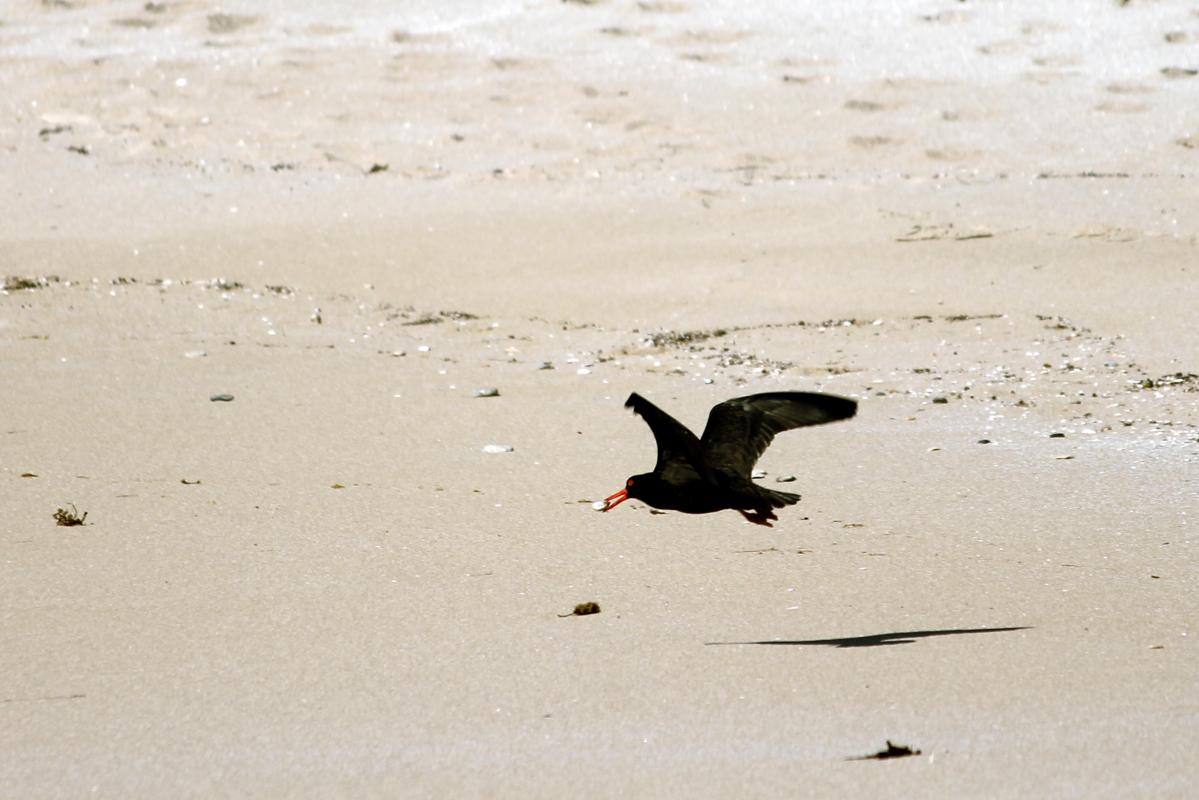 Sooty Oystercatcher (Haematopus fuliginosus)