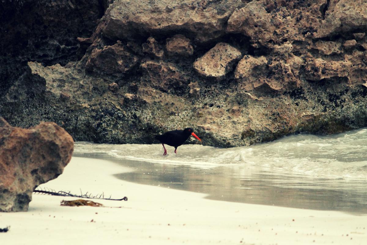 Sooty Oystercatcher (Haematopus fuliginosus)