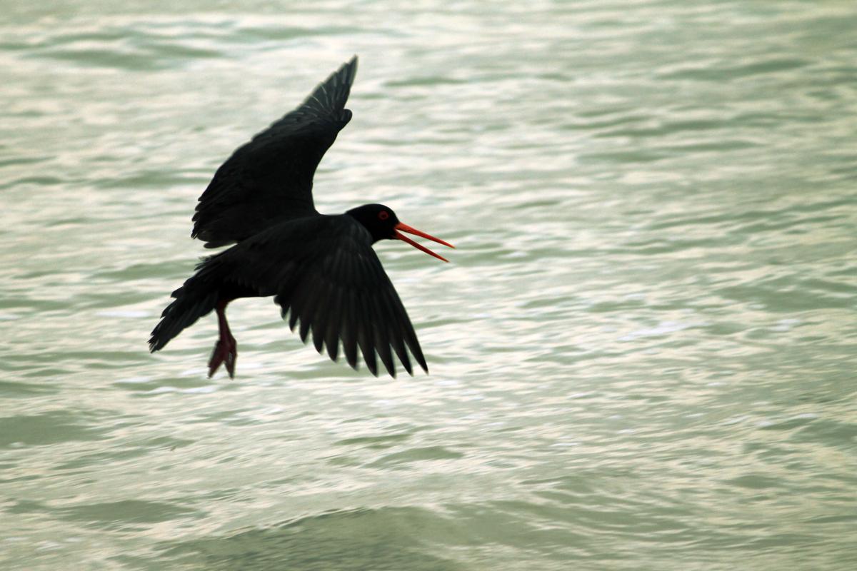 Sooty Oystercatcher (Haematopus fuliginosus)