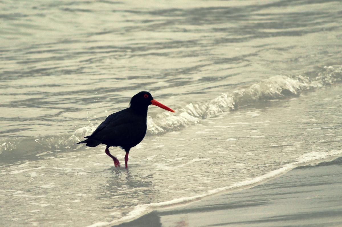 Sooty Oystercatcher (Haematopus fuliginosus)