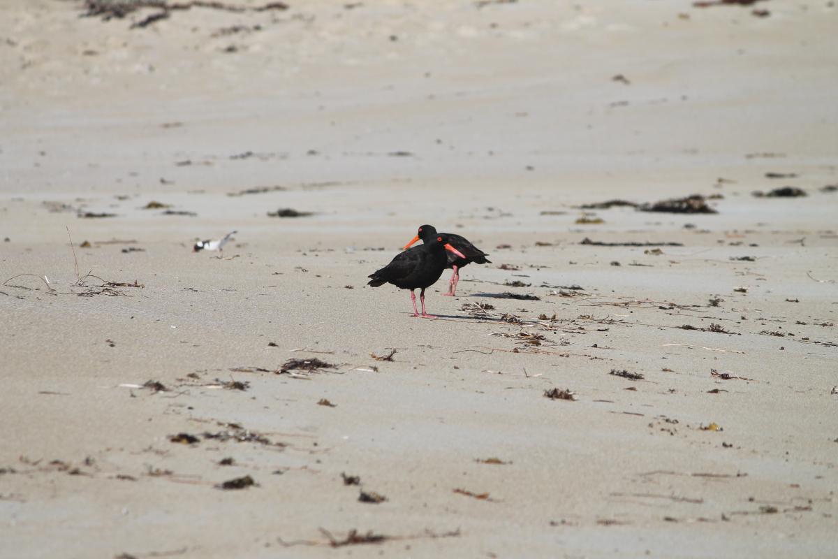 Sooty Oystercatcher (Haematopus fuliginosus)