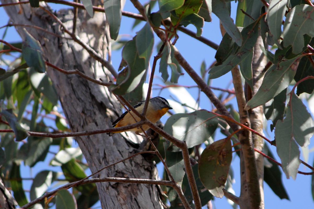 Yellow-rumped Pardalote (Pardalotus xanthopygus), Mount Road, Mount Crawford, South Australia, Australia, 2011-10-16 Yellow-rumped Pardalote (Pardalotus xanthopygus)