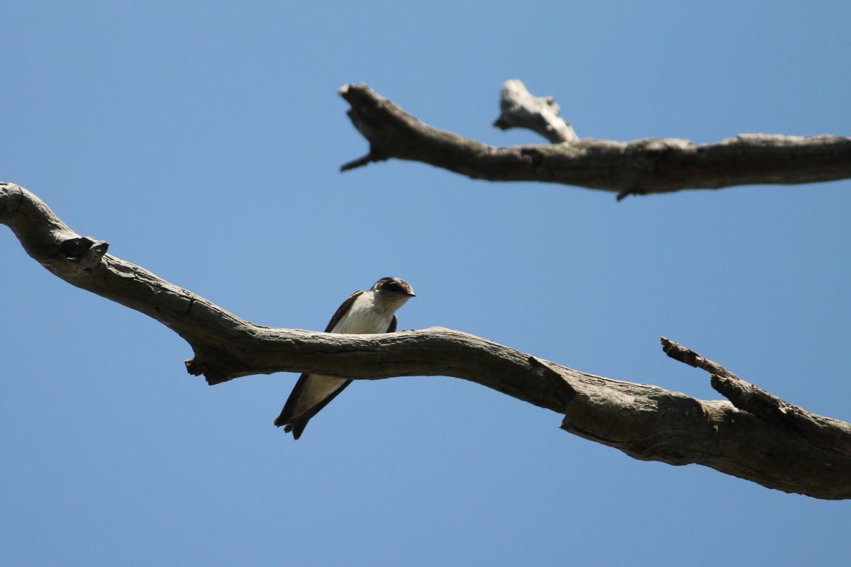Tree Martin (Petrochelidon nigricans), Keltys Road, Currency Creek, South Australia, Australia, 2011-09-17 Tree Martin (Petrochelidon nigricans)
