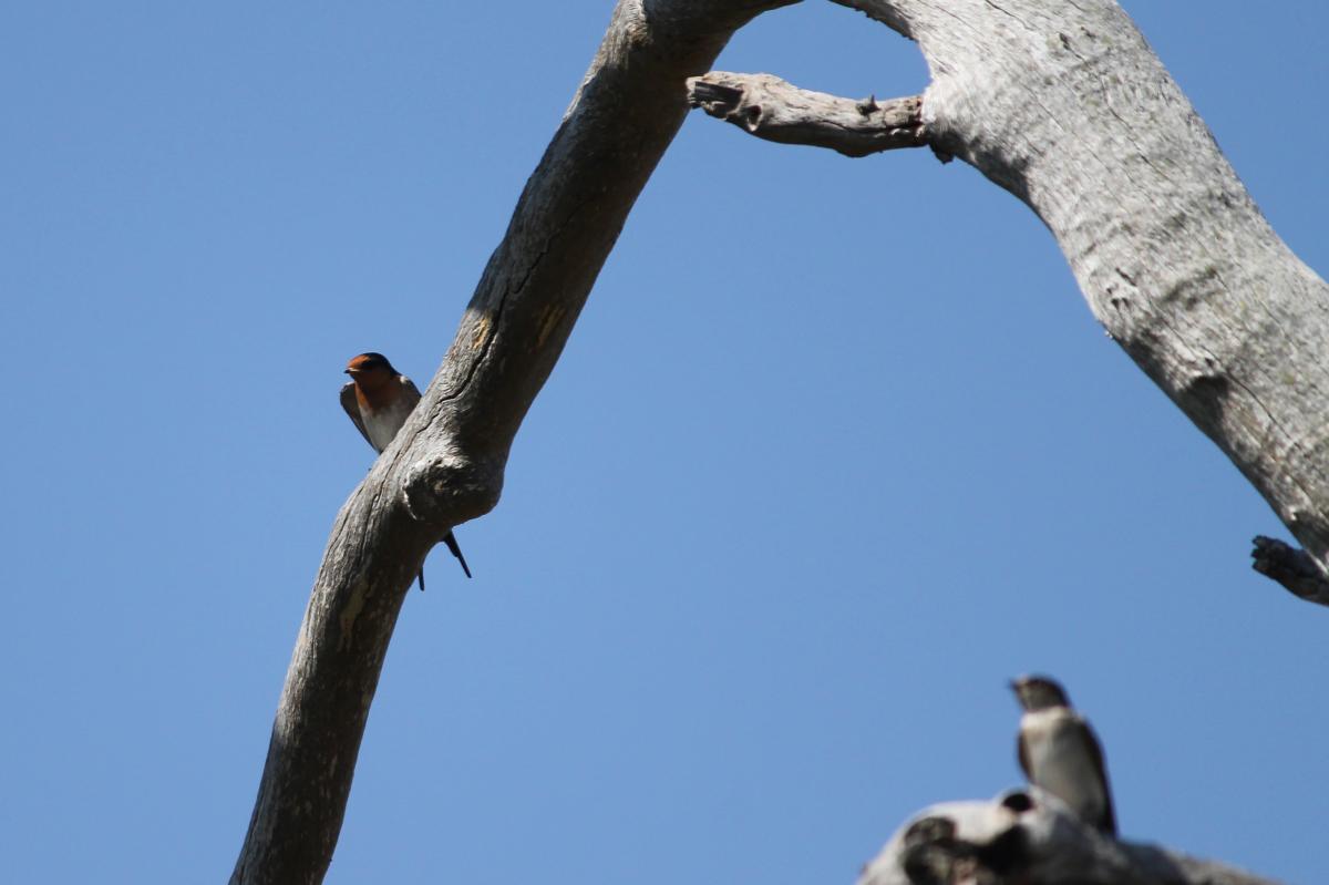 Welcome Swallow (Hirundo neoxena)