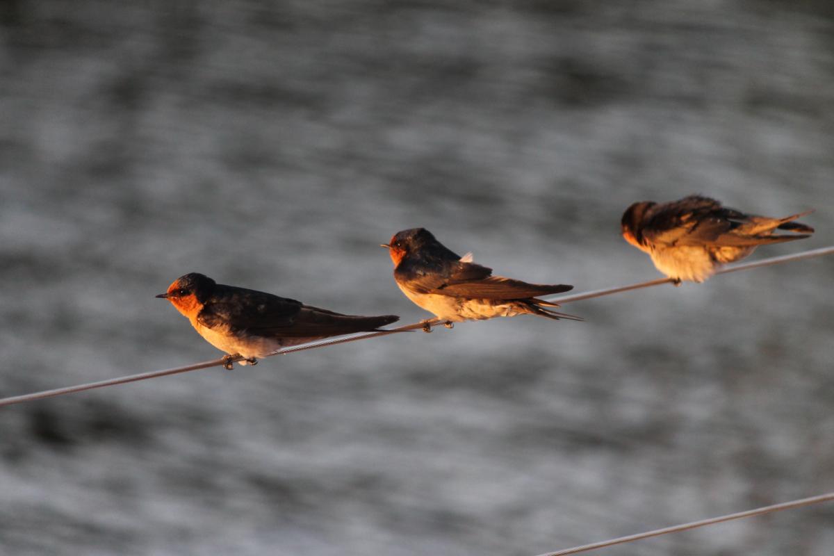 Welcome Swallow (Hirundo neoxena)