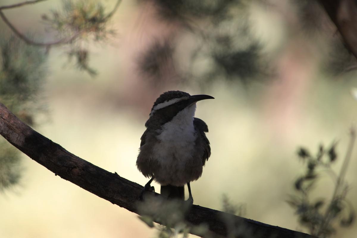 White-browed Babbler (Pomatostomus superciliosus), Hidden Gorge Trail, Wilmington, South Australia, Australia, 2011-11-06 White-browed Babbler (Pomatostomus superciliosus)