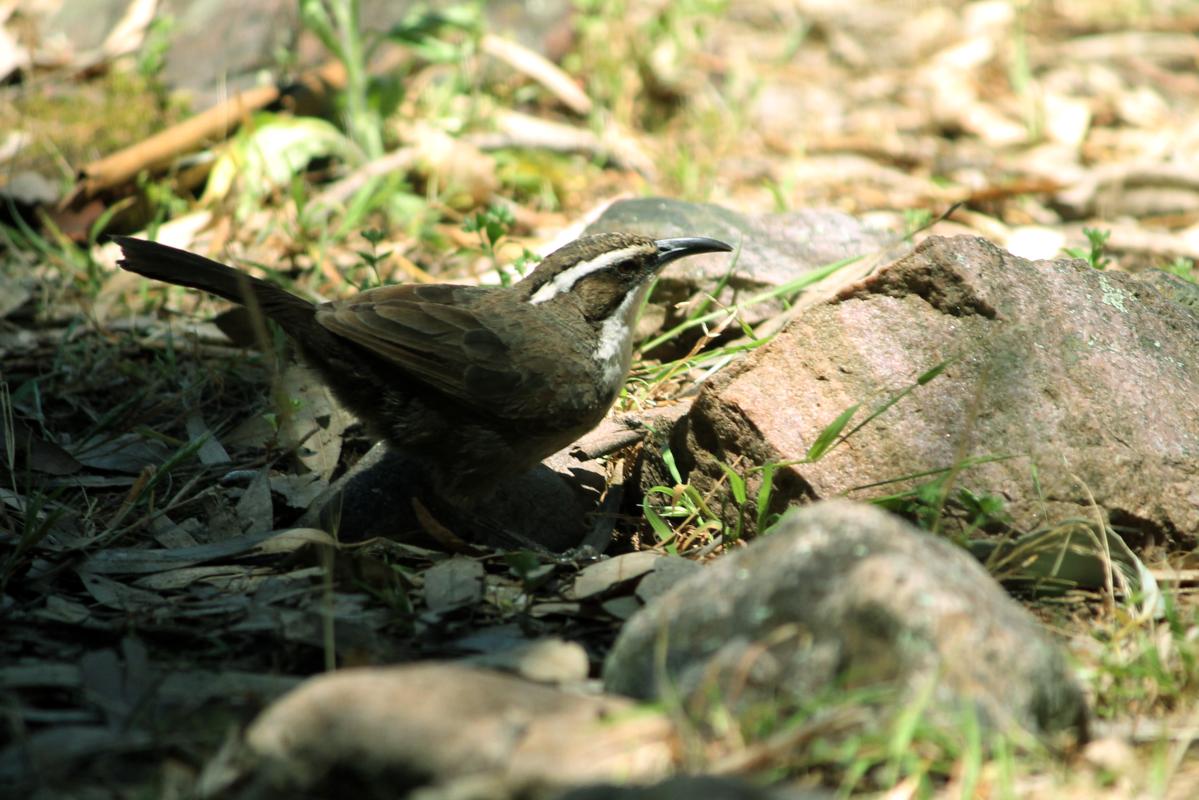 White-browed Babbler (Pomatostomus superciliosus), Hidden Gorge Trail, Wilmington, South Australia, Australia, 2011-11-07 White-browed Babbler (Pomatostomus superciliosus)