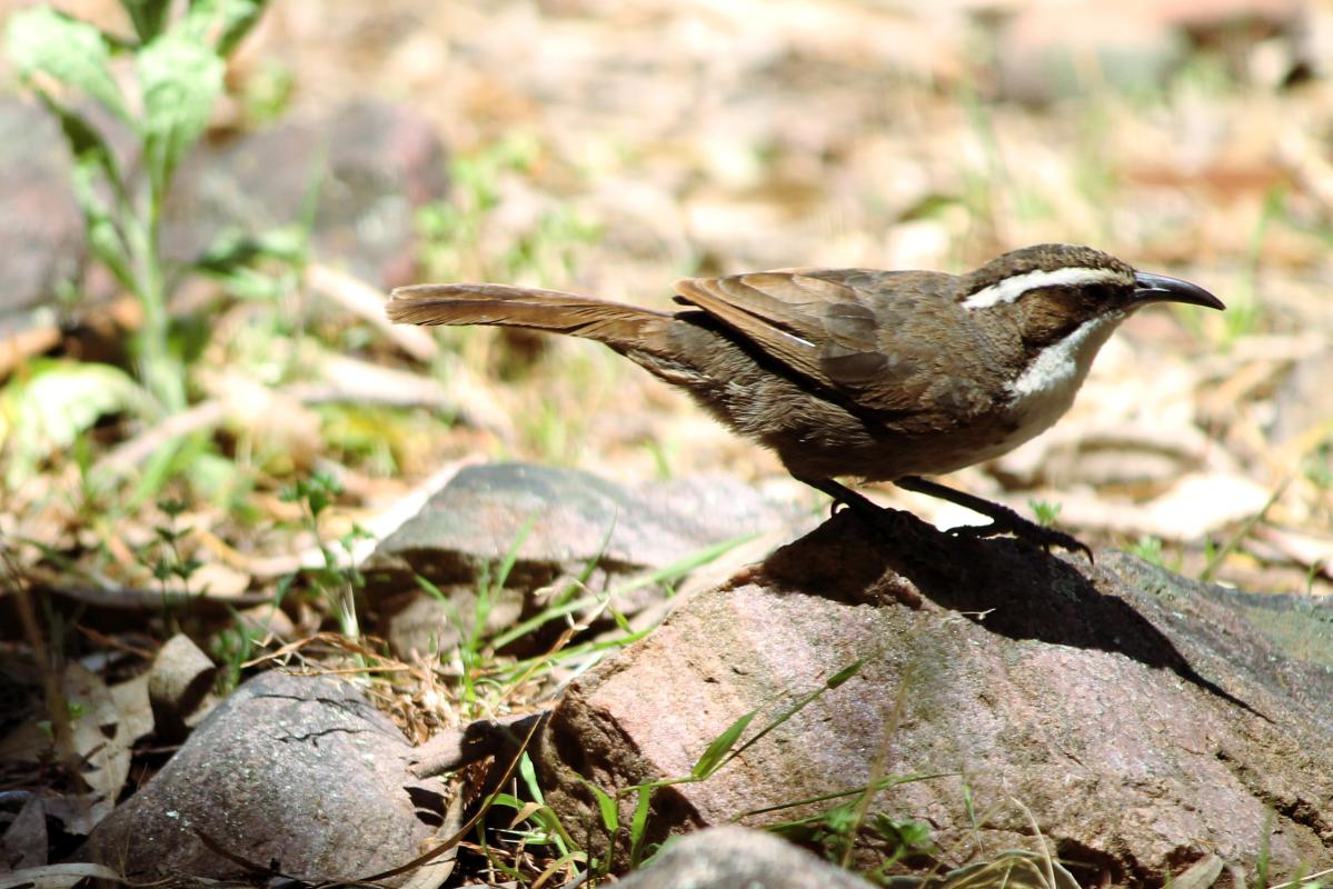 White-browed Babbler (Pomatostomus superciliosus), Hidden Gorge Trail, Wilmington, South Australia, Australia, 2011-11-07 White-browed Babbler (Pomatostomus superciliosus)