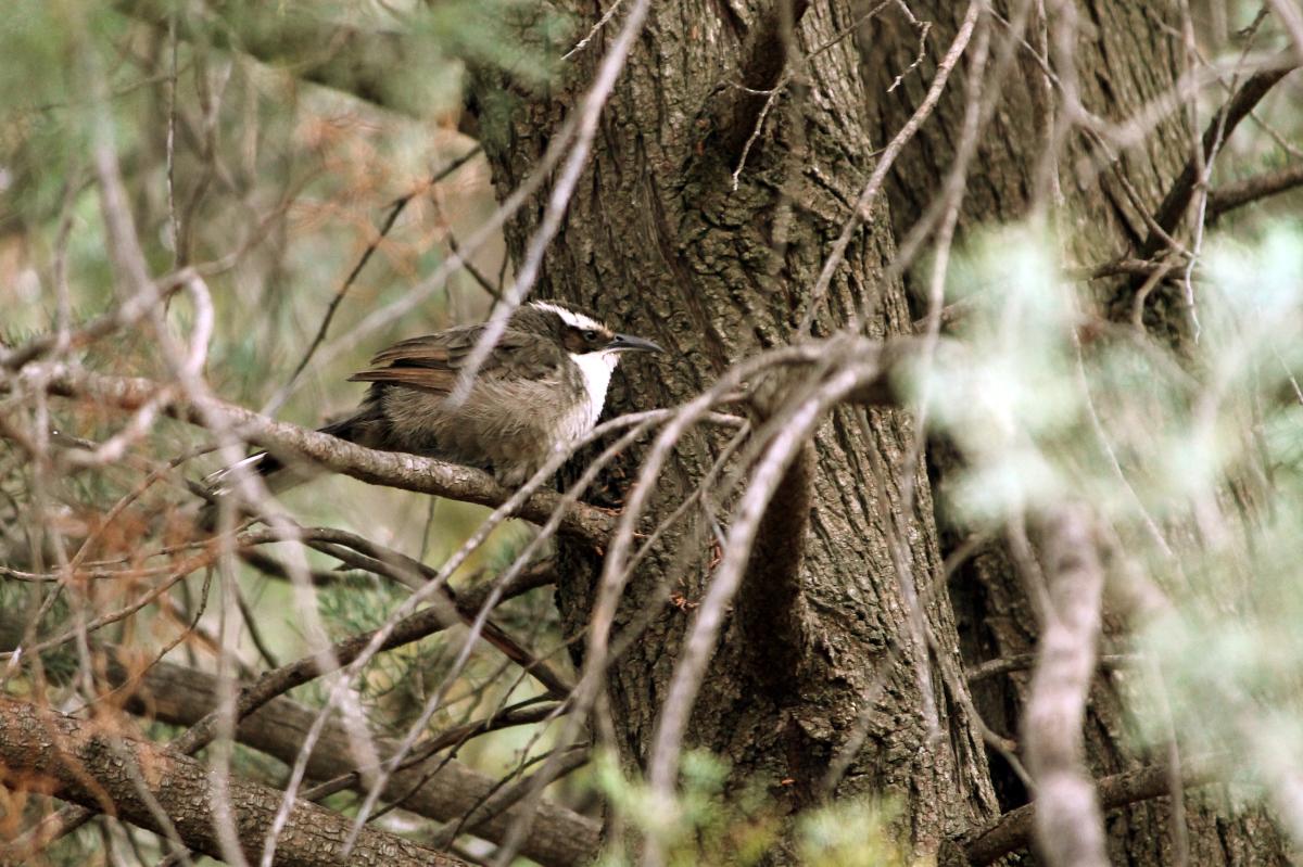 White-browed Babbler (Pomatostomus superciliosus), Hidden Gorge Trail, Wilmington, South Australia, Australia, 2011-11-07 White-browed Babbler (Pomatostomus superciliosus)