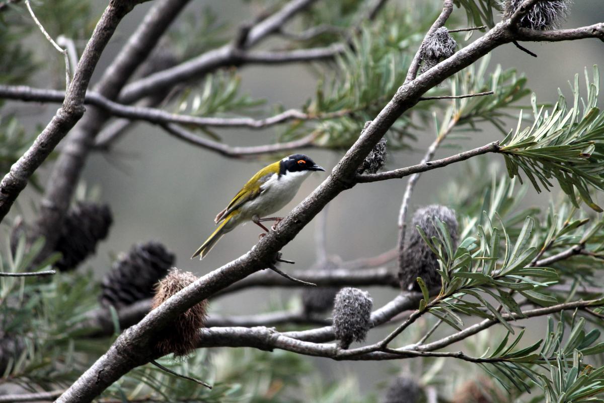 White-naped Honeyeater (Melithreptus lunatus), Morialta Conservation Park, Woodforde, South Australia, Australia, 2011-09-03 White-naped Honeyeater (Melithreptus lunatus)