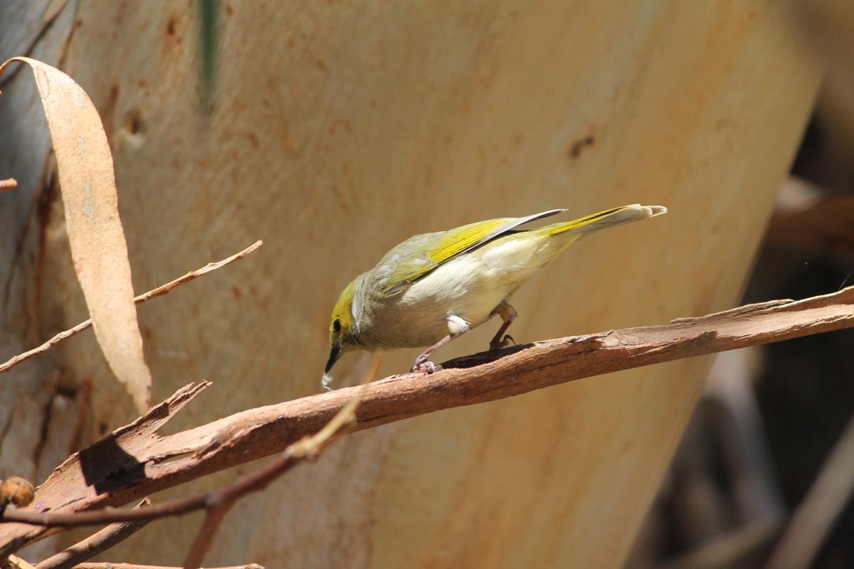 White-plumed Honeyeater (Lichenostomus penicillatus), Victor Harbor - Goolwa, Hindmarsh Valley, South Australia, Australia, 2011-10-03 White-plumed Honeyeater (Lichenostomus penicillatus)