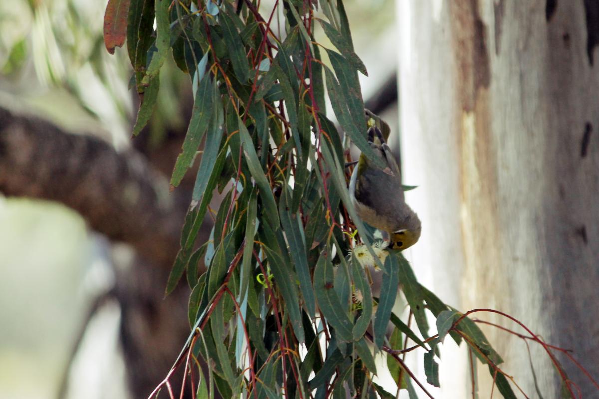 White-plumed Honeyeater (Lichenostomus penicillatus), Stans Camp Track, Goroke, Victoria, Australia, 2011-11-04 White-plumed Honeyeater (Lichenostomus penicillatus)