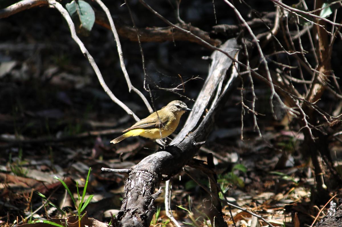 Yellow-rumped Thornbill (Acanthiza chrysorrhoa)