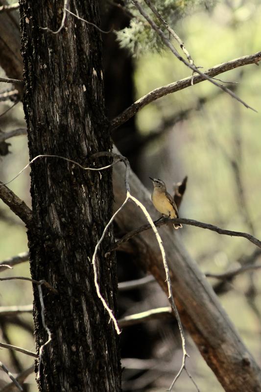 Yellow-rumped Thornbill (Acanthiza chrysorrhoa)