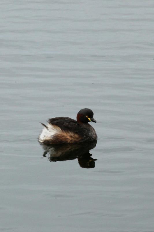 Australasian Grebe (Tachybaptus novaehollandiae)