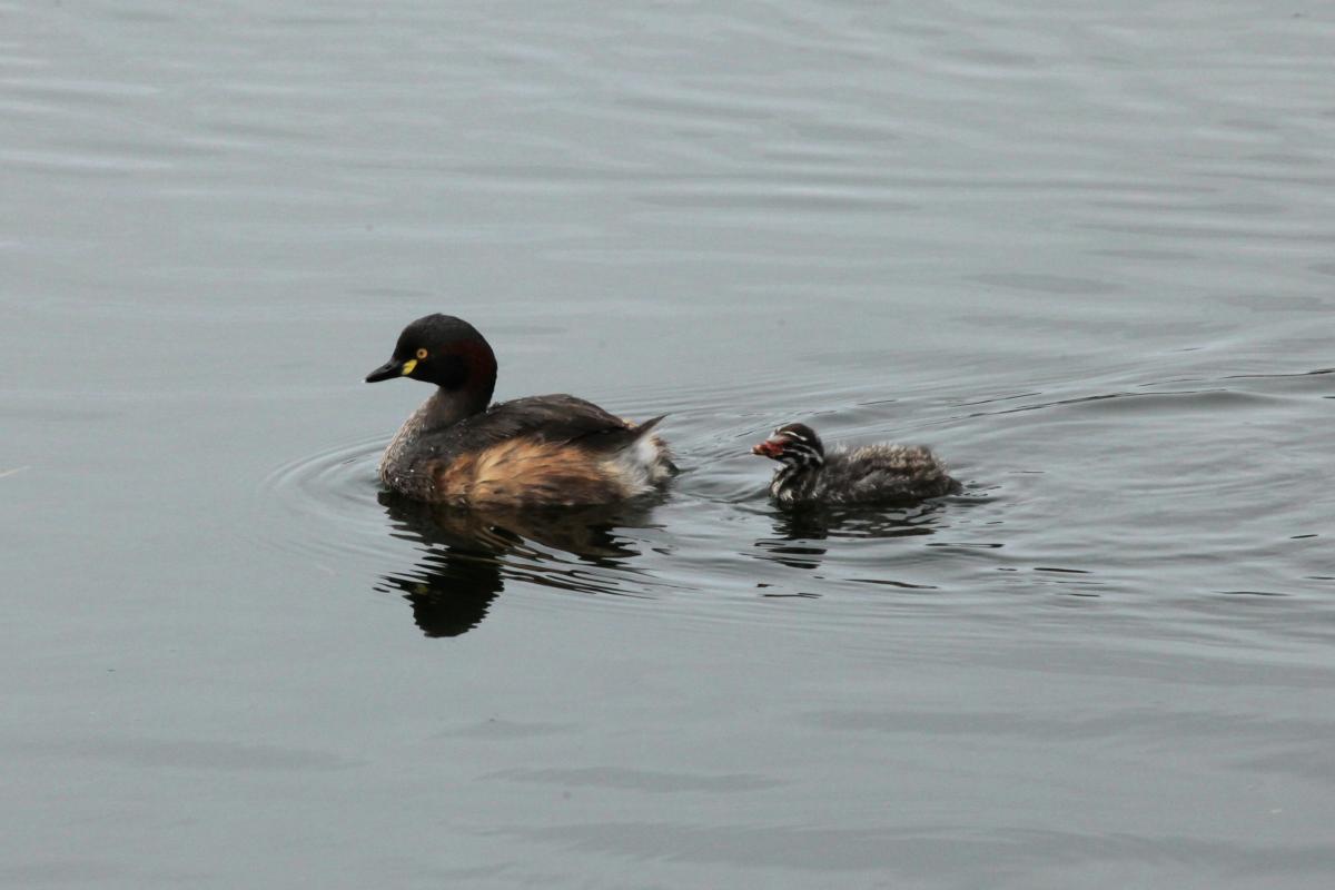 Australasian Grebe (Tachybaptus novaehollandiae)