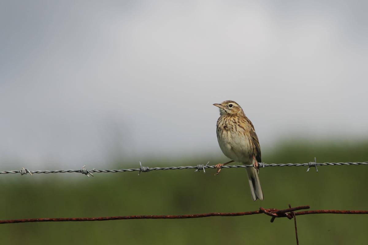 Australasian Pipit (Anthus novaeseelandiae), Lindsay Hoods Road, Bool Lagoon, South Australia, Australia, 2012-10-01 Australasian Pipit (Anthus novaeseelandiae)
