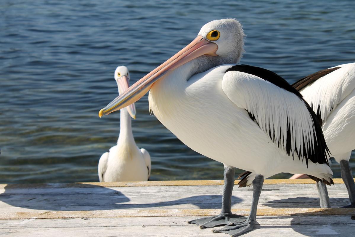 Australian Pelican (Pelecanus conspicillatus)