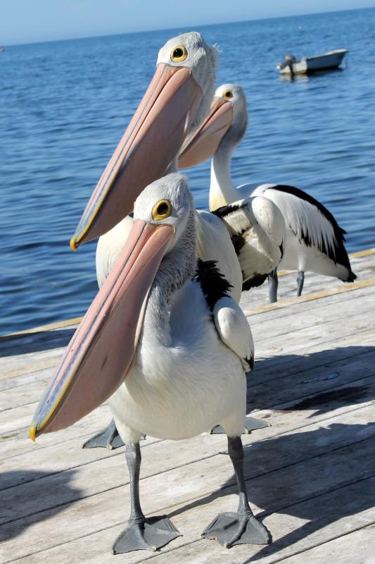 Australian Pelican (Pelecanus conspicillatus)