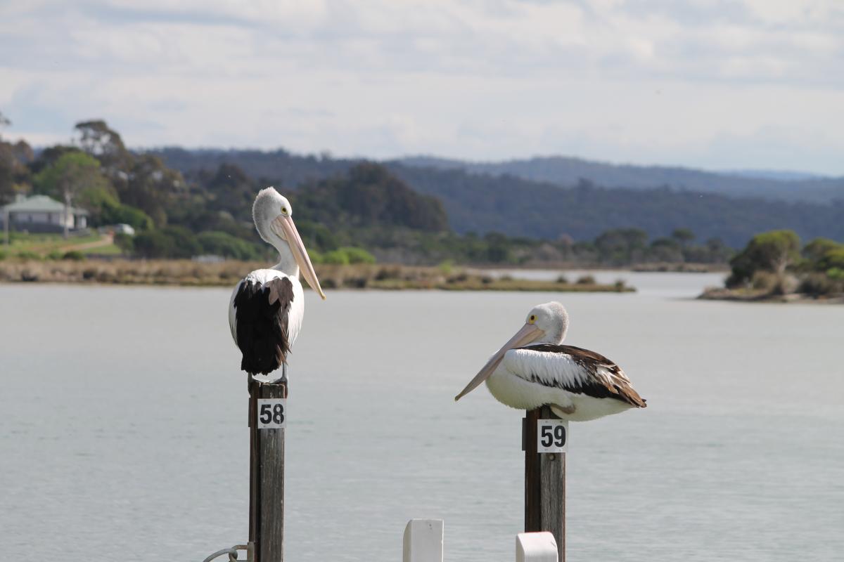 Australian Pelican (Pelecanus conspicillatus)