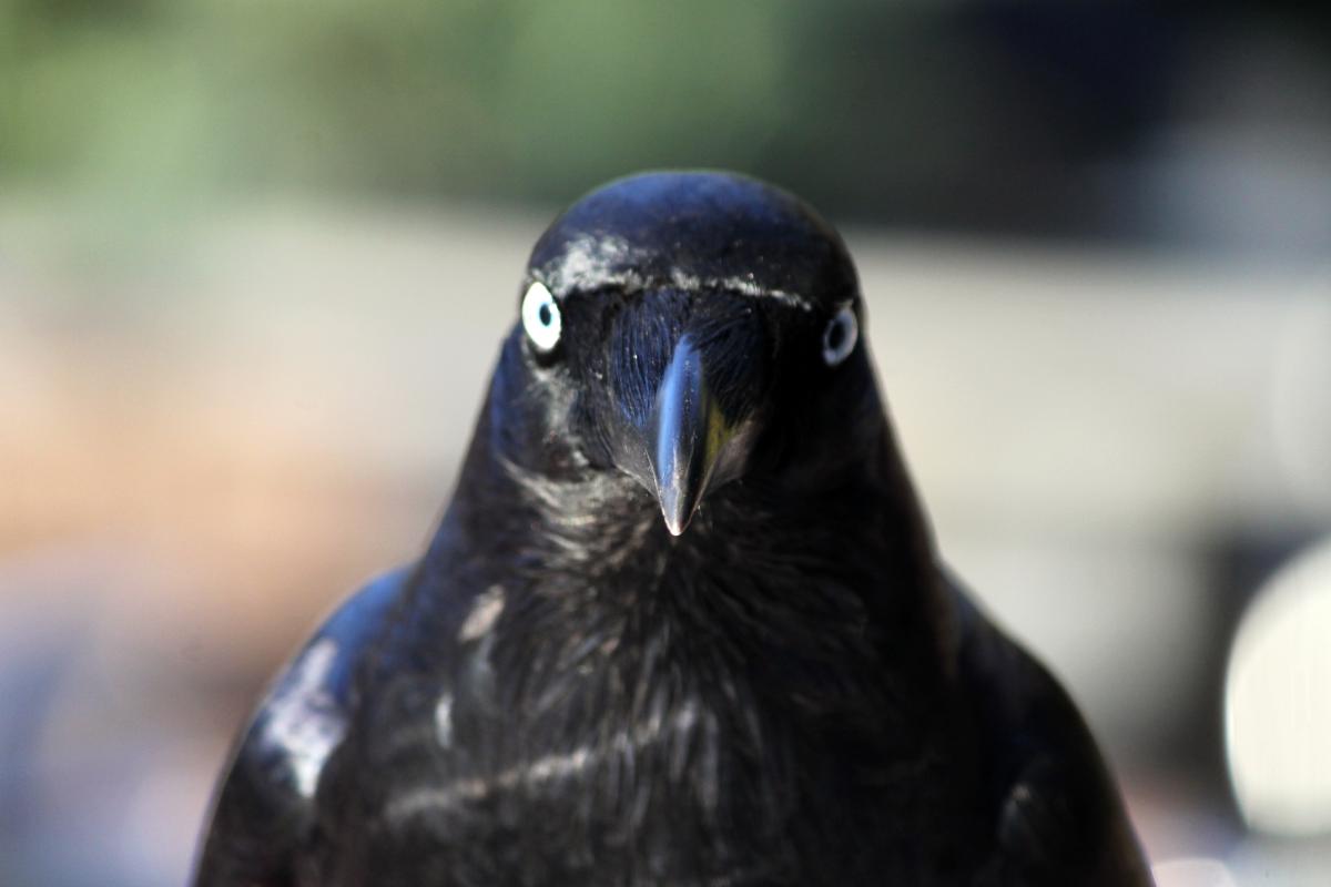 Australian Raven (Corvus coronoides)
