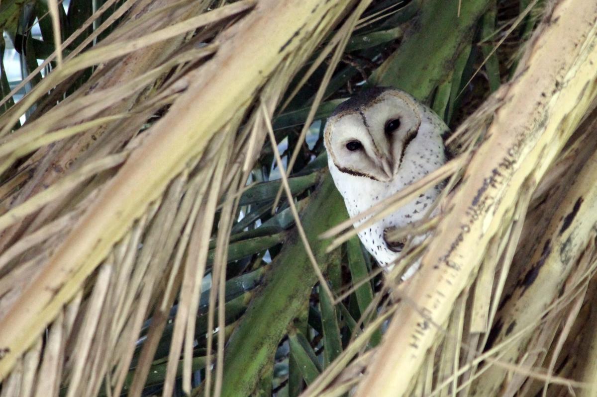 Barn Owl (Tyto alba)