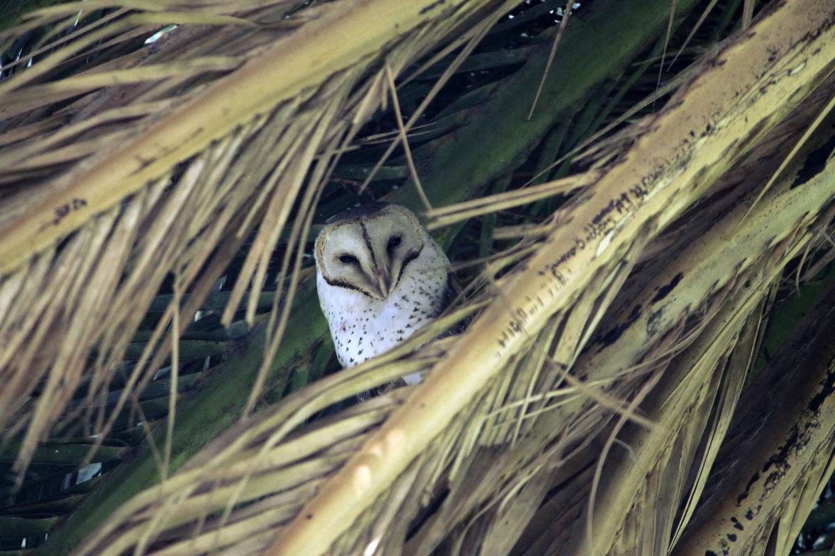 Barn Owl (Tyto alba)
