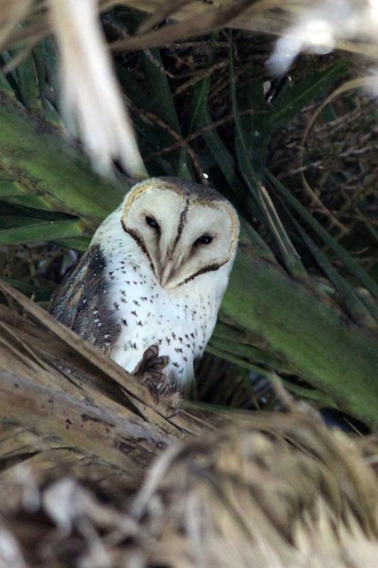 Barn Owl (Tyto alba)
