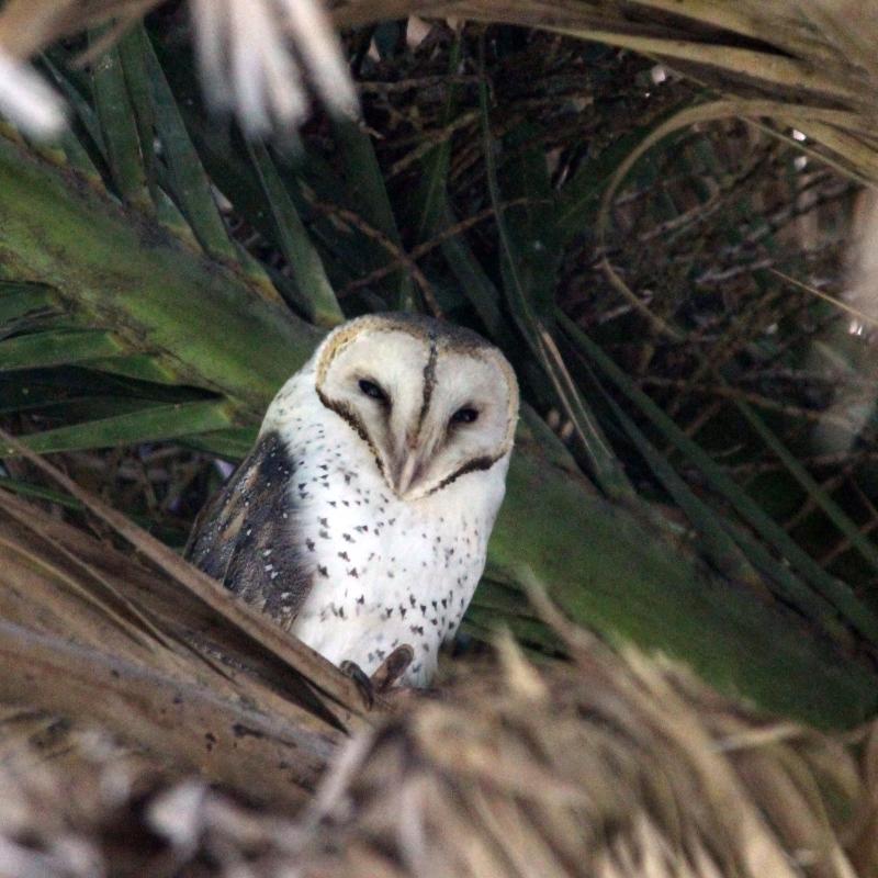 Barn Owl (Tyto alba)