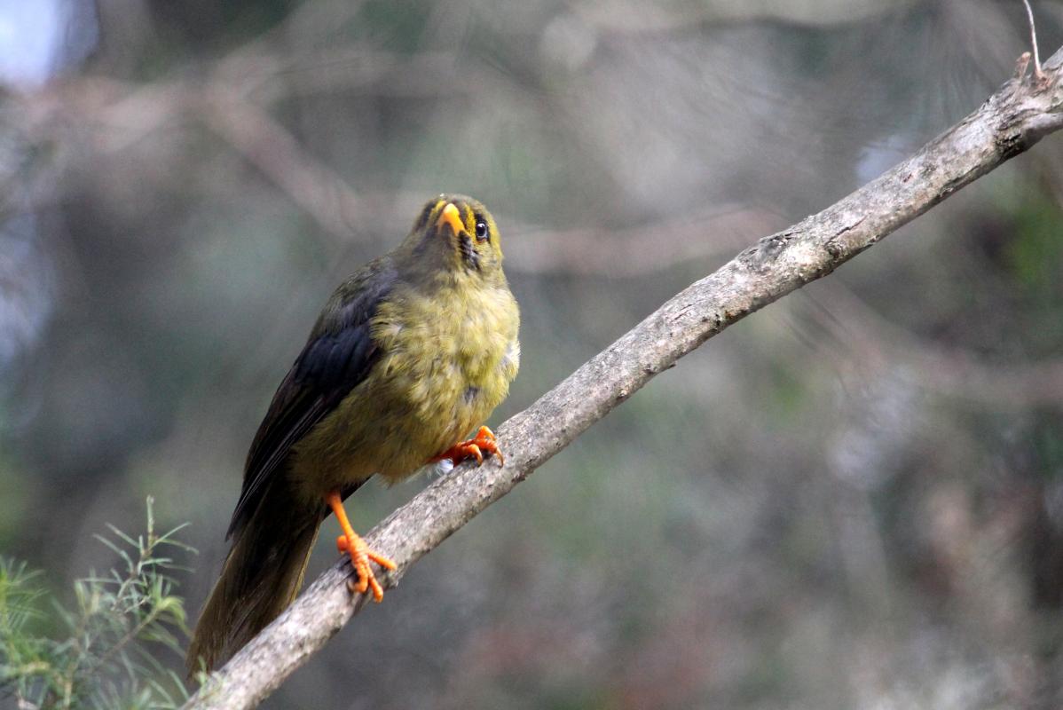 Bell Miner (Manorina melanophrys)