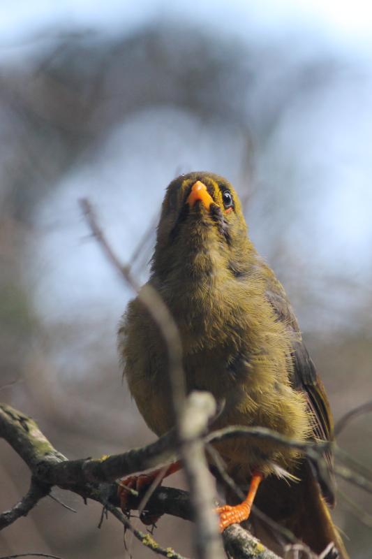 Bell Miner (Manorina melanophrys)