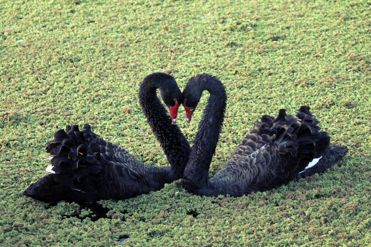 Black Swan (Cygnus atratus)