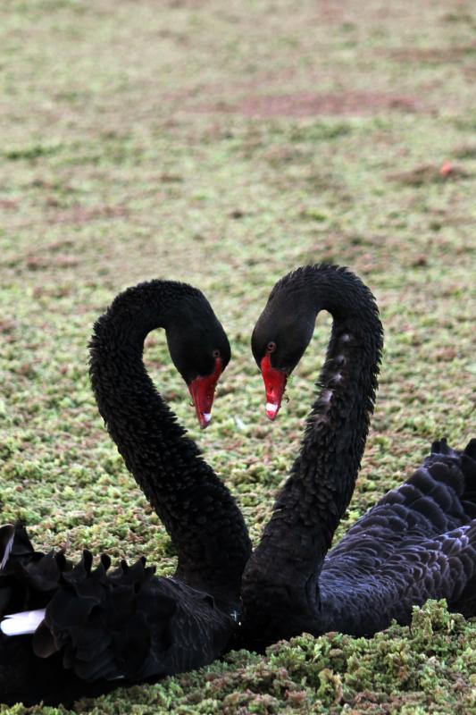 Black Swan (Cygnus atratus)